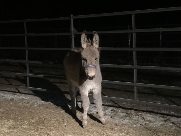 My Parents Got Me This Baby Donkey For Christmas♥️♥️