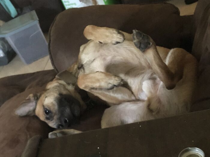 When You Finally Find A Comfortable Position On The Couch