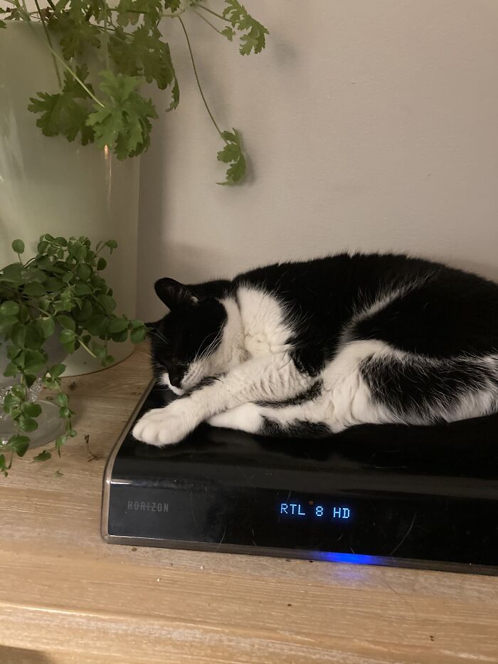 Snoesje (Transl. : Cuty) Sleeps On The Warm Mediabox