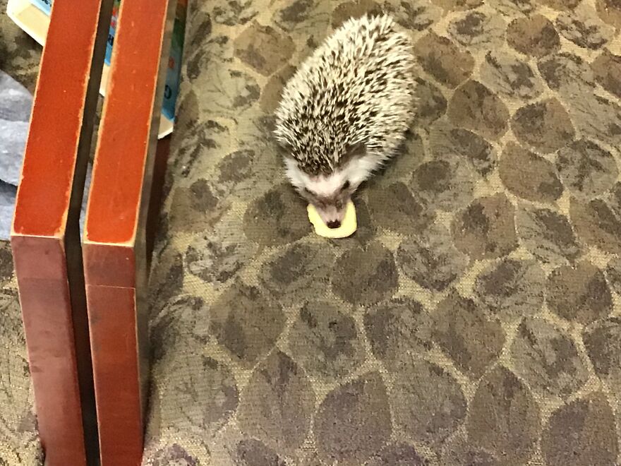 Meh Hedgehog Dose That Count