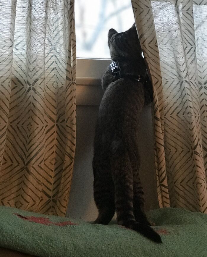 Longing To Be An Outside Cat