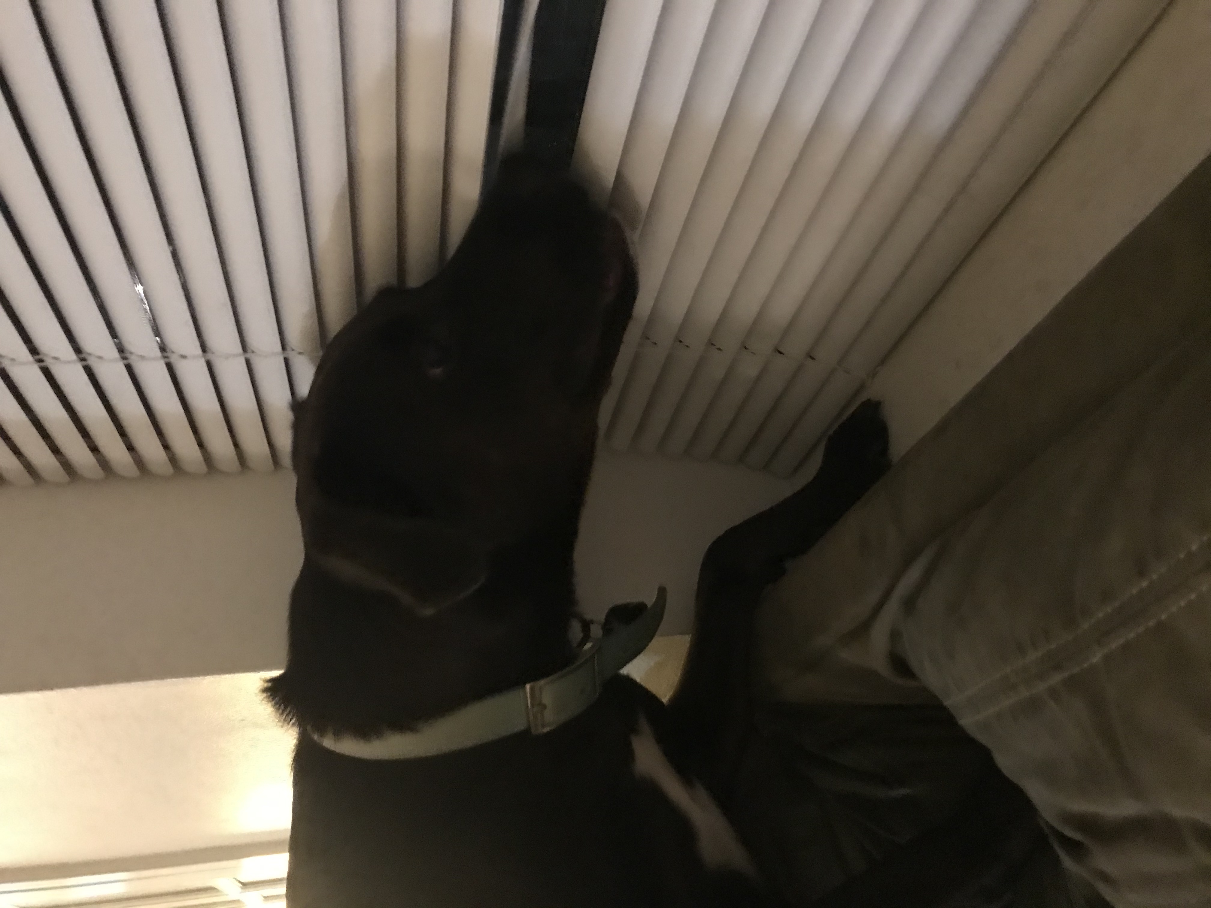 Hey Pandas, Post A Pic Of Your Pet Doing Something Odd Or Unusual (Closed)