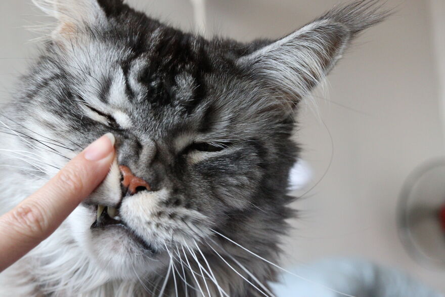 My Cat Rubbing His Teeth On My Finger