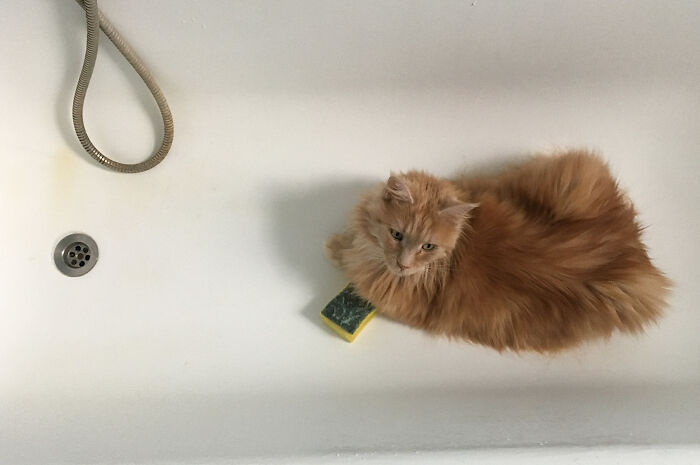 Candy Is In The Bathtub, Waiting For The Tap, To Drink. Until Then, He Guards The Sponge... :d