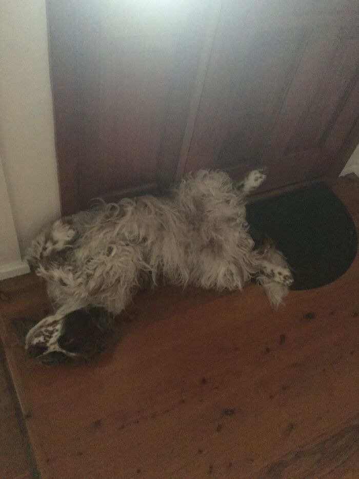 This Is How My Goof Likes To Sleep Sometimes, On His Back And Blocking The Front Door.