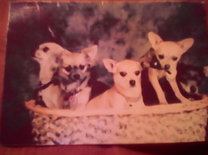 L To R: Buster, Lil' Miss, Fawn, Paris And Missy. All Have Crossed The Rainbow Bridge Now. 💔
