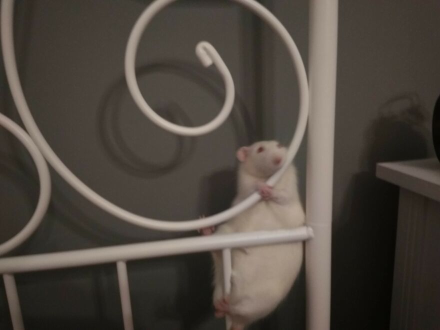 This Was My Rat Niles, While Regreting Some Of His Life Decisions