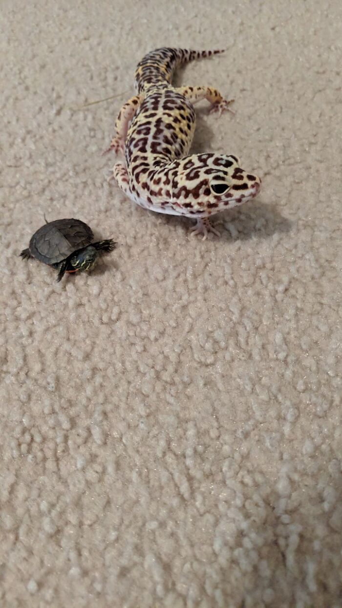 6 Year Old Leopard Gecko... And A Few Month Old Painted Turtle - Found The Little Guy On The Side Of The House Almost Dead. Gave Him A New Home!