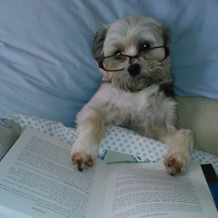 I've Told You Not To Interrupt Me When I Am Reading!