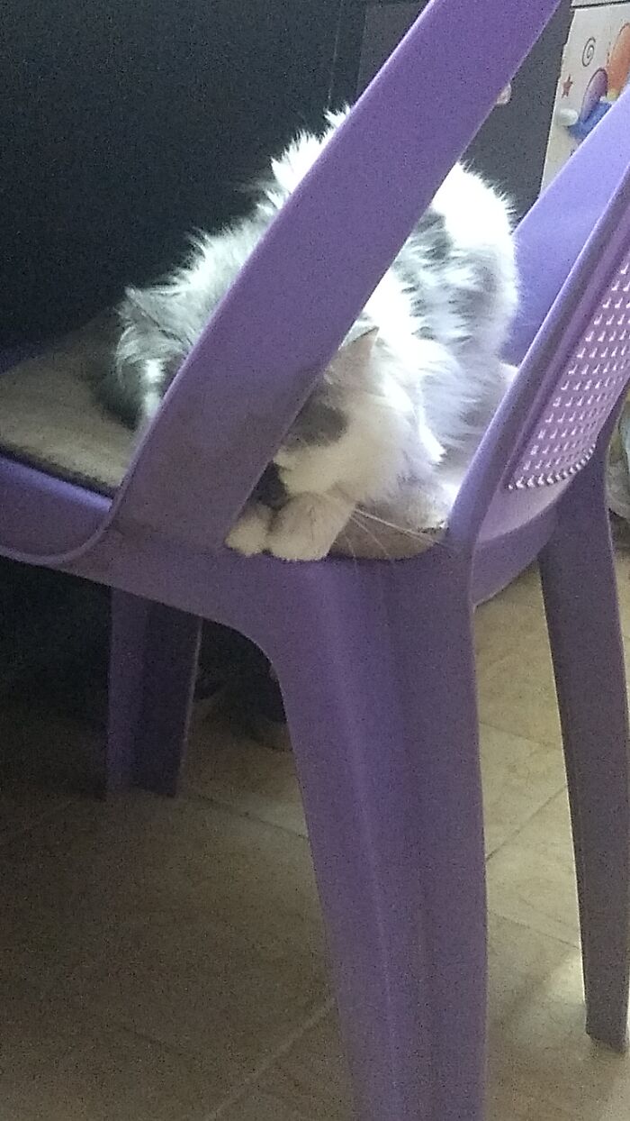 He Loves The Chair.