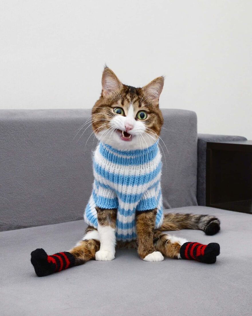 You Haven't Seen A Cuter Sock Wearing Cat. Until Now!