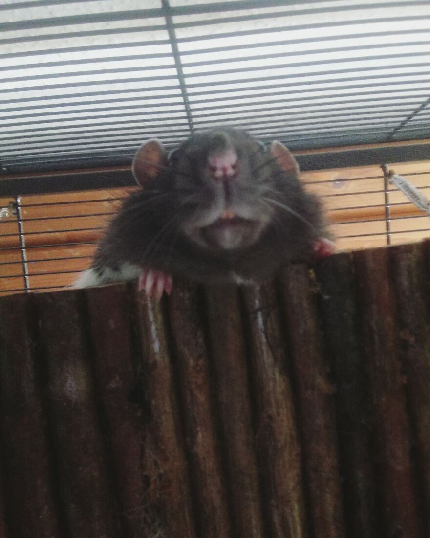 I Once Took This Picture Of My Rat Buddy From Below And I Still Laugh At It. He Looks Like The Witch Of The Waste From Howl's Moving Castle.