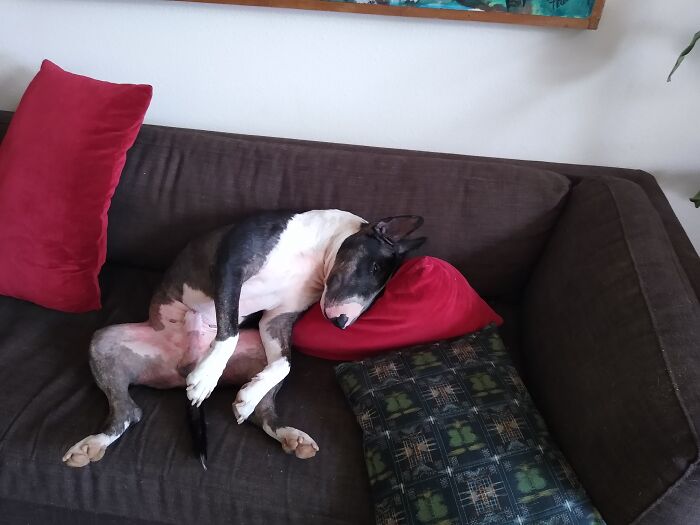 Bull Terrier Sleep Position #5.