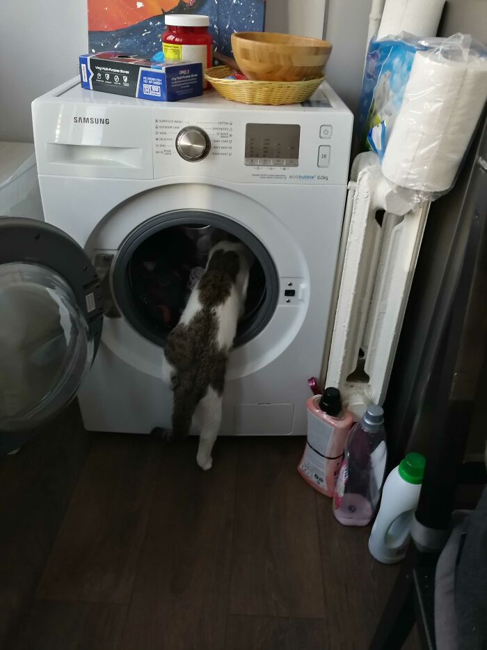 I Thought Cats Are Pretty Clean Animals, I Guess That's Why