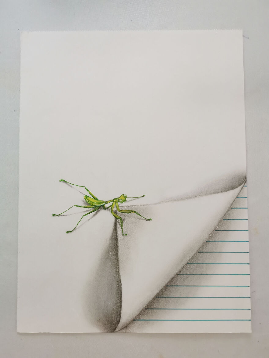 A Drawing Insects That Hold The Page