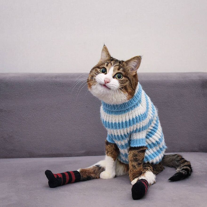 You Haven't Seen A Cuter Sock Wearing Cat. Until Now!