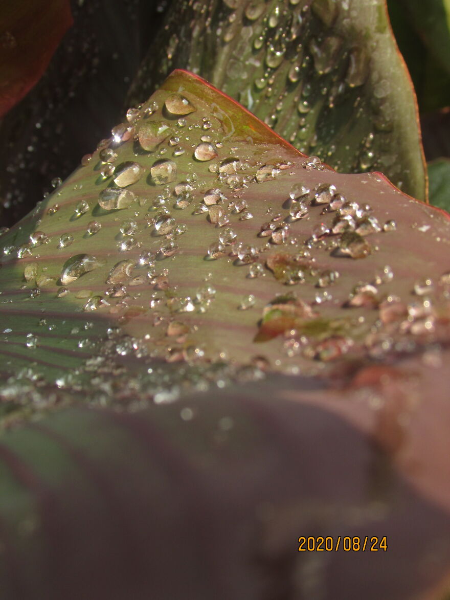 Those Droplets, Though... Beautiful