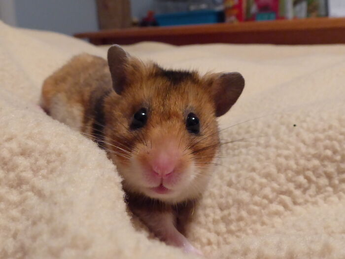 Cleo The Cute Hamster