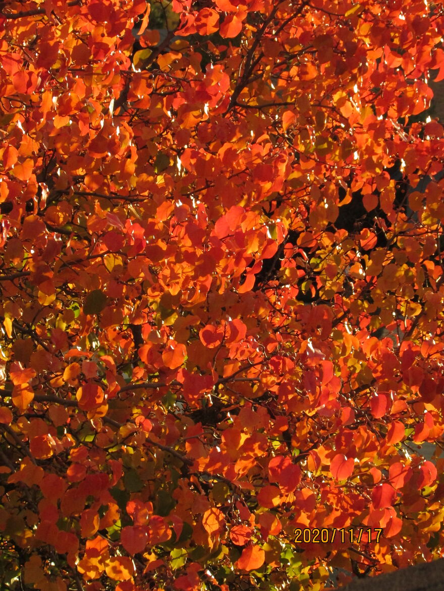 Orange Like Fall Leaves- Oh Wait, They Are Fall Leaves