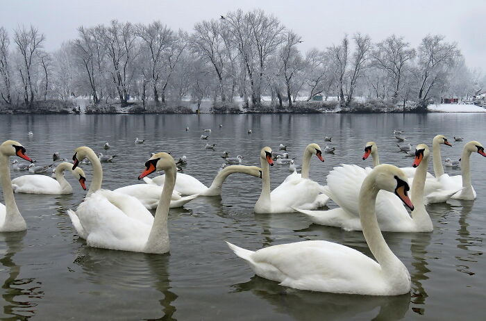 Swan Lake In Belgrade