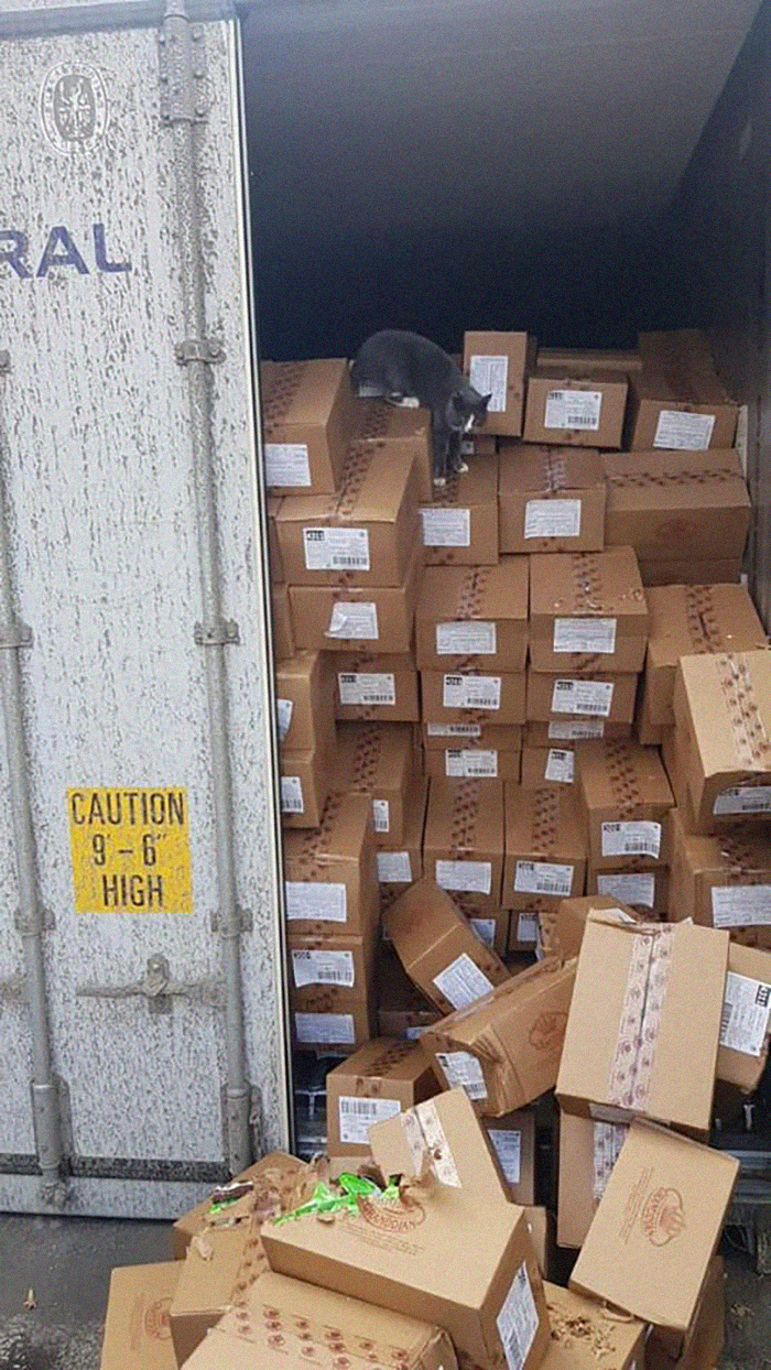 Trapped Inside A Shipping Container For 3 Weeks, Cat Survives By Eating Candy