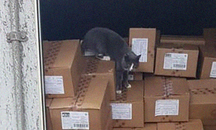 Trapped Inside A Shipping Container For 3 Weeks, Cat Survives By Eating Candy