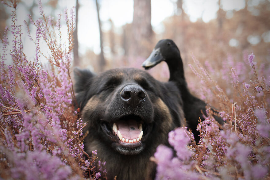Happiness In Heather