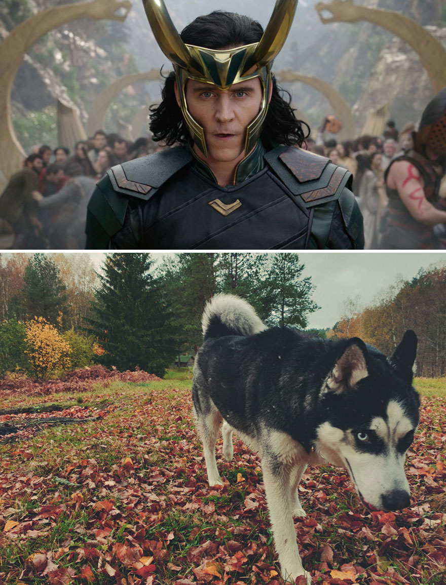 Loki - The God And Dog Of Mischief