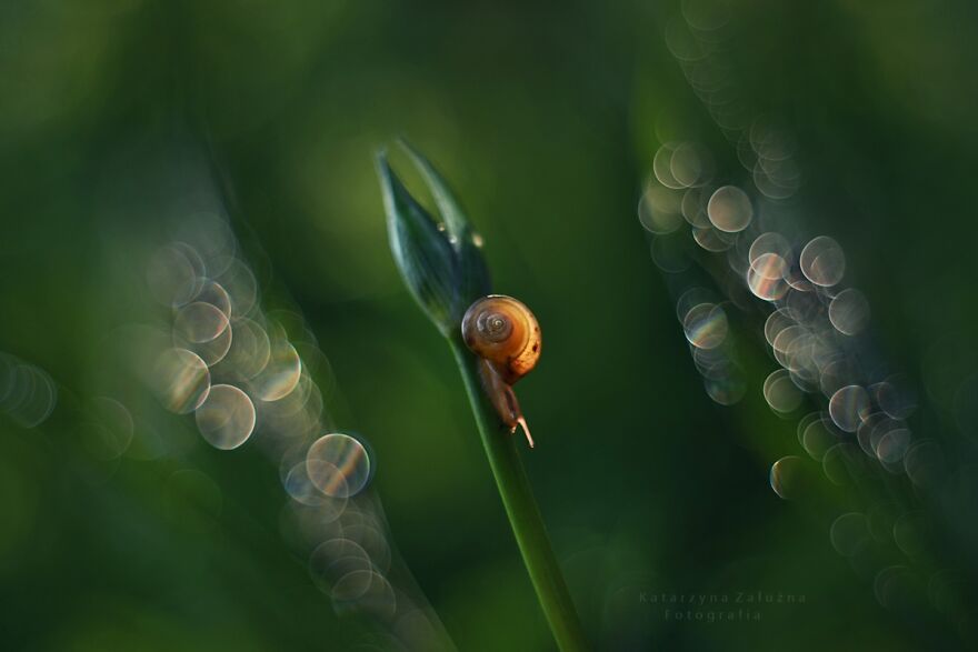 I Took Macro Pictures Of Snails In Bokeh (30 Pics)