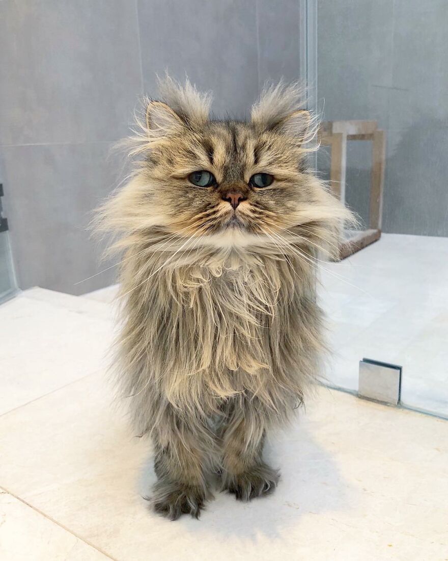 Meet Barnaby, The Cross-Eyed Persian Cat Who Is Cute But Always Seems To Be Sad