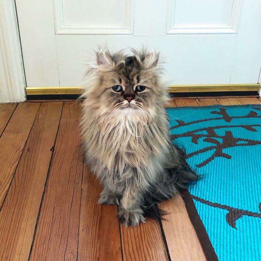 Meet Barnaby, The Cross-Eyed Persian Cat Who Is Cute But Always Seems To Be Sad