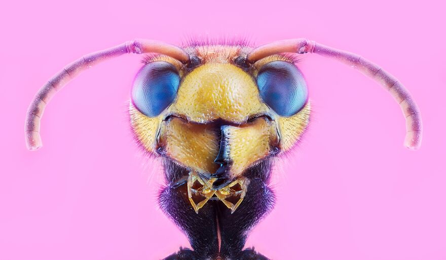 Insect Portraits