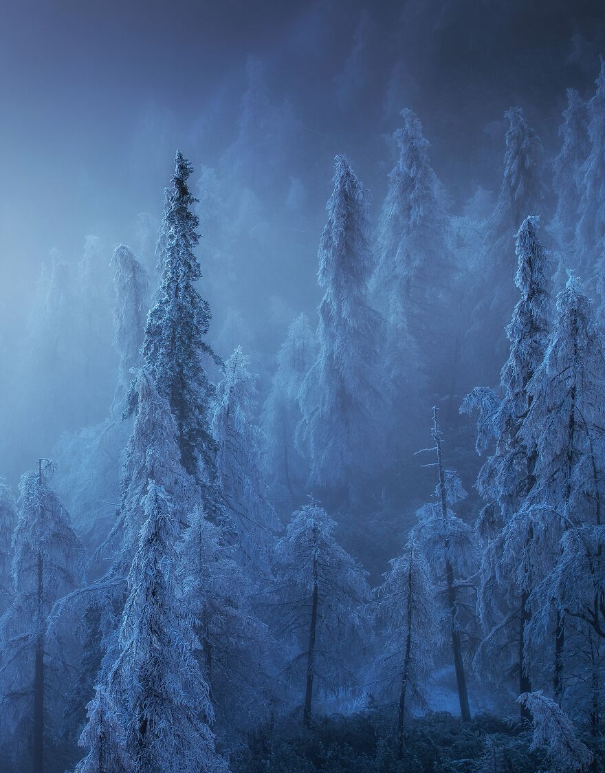 The Depths Of Winter Forest