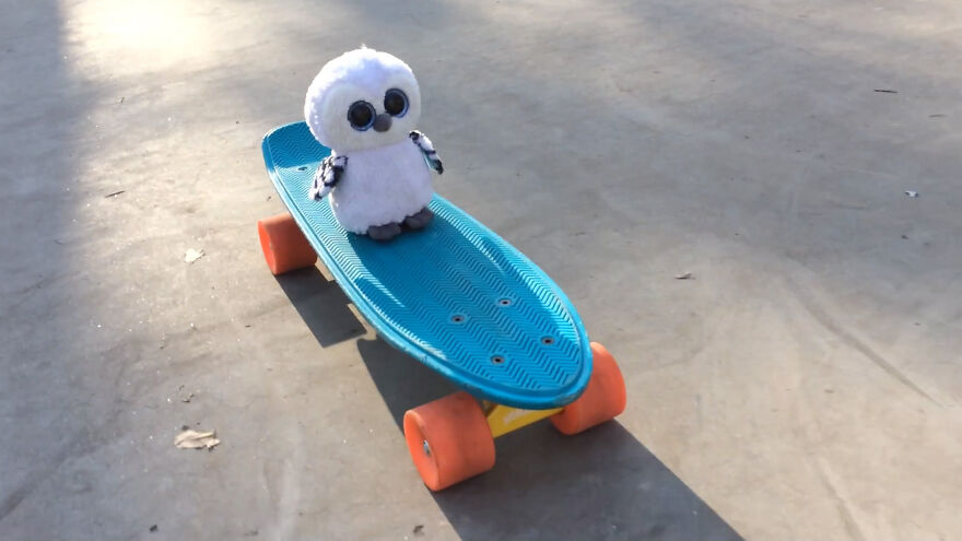 Owl On Skateboard Owl On Skateboard