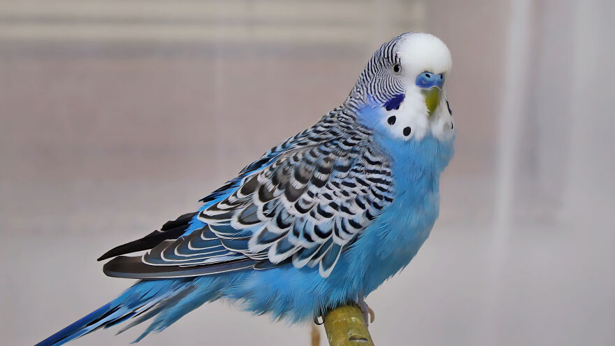 Budgie Youtube Channel Where You Can Learn About Keeping These Gentle Birds Healthy Budgie Youtube Channel Where You Can Learn About Keeping These Gentle Birds Healthy