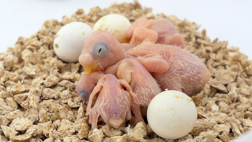 Budgie Youtube Channel Where You Can Learn About Keeping These Gentle Birds Healthy Budgie Youtube Channel Where You Can Learn About Keeping These Gentle Birds Healthy