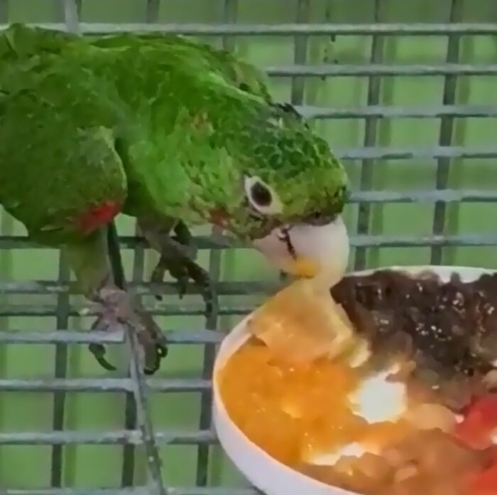 Parrot Gets A Brand New Beak After Being Rescued In A Horrible Condition