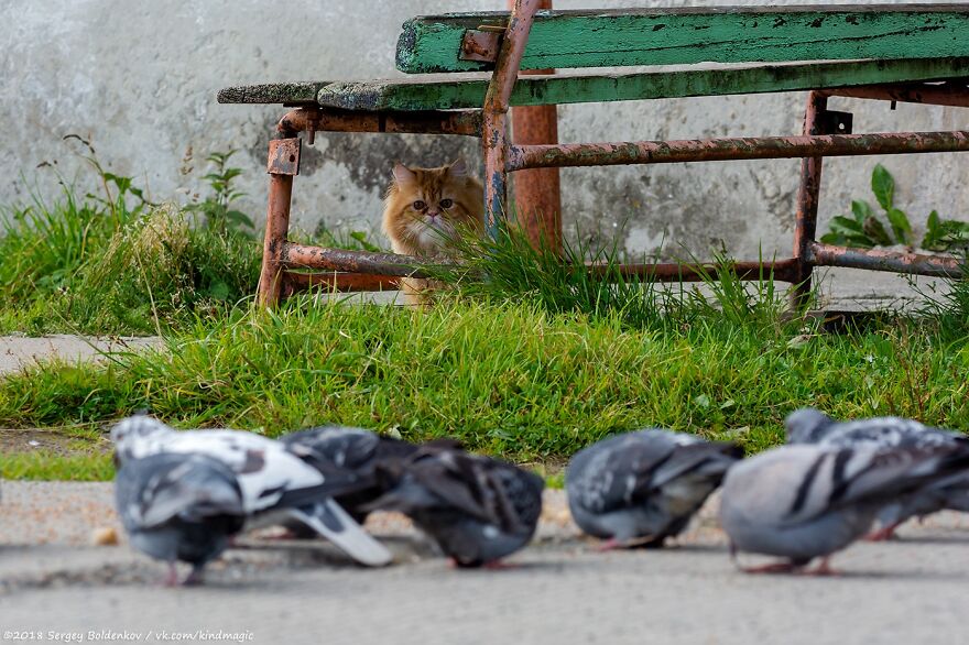 Photographer-manages-to-capture-the-step-by-step-of-a-cat-scaring-peaceful-pigeons-6013e3b6d8690__880.jpg