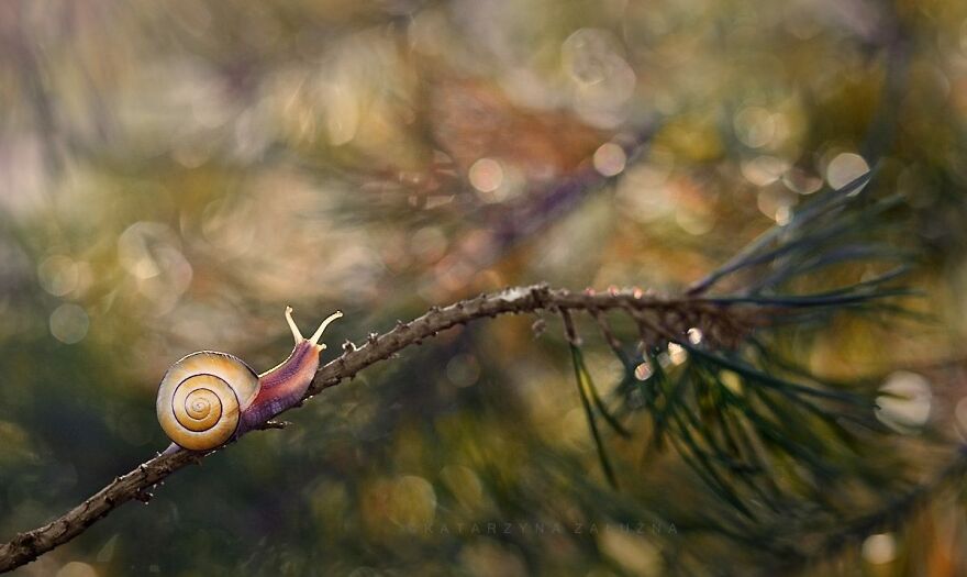I Took Macro Pictures Of Snails In Bokeh (30 Pics)