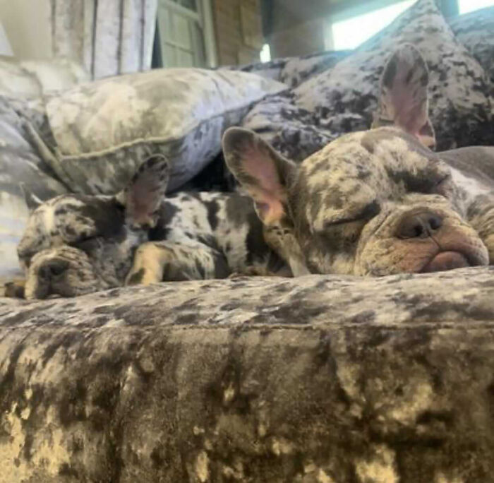 Woman Gets 2 New Dogs, Finds Out They Perfectly Match Her Couch