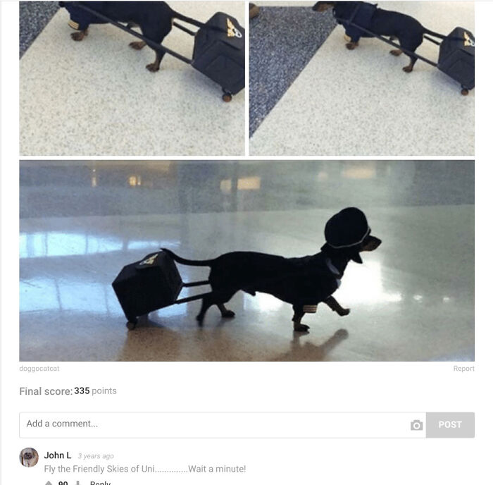 Good Boy Airlines