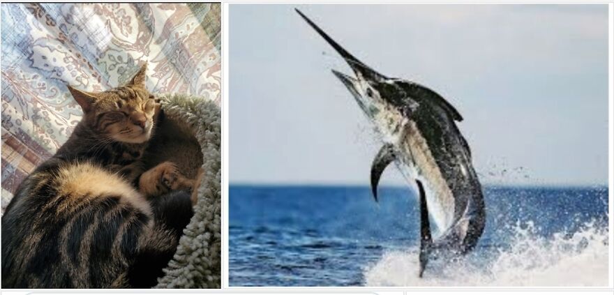 Marlin, See The Resemblance?