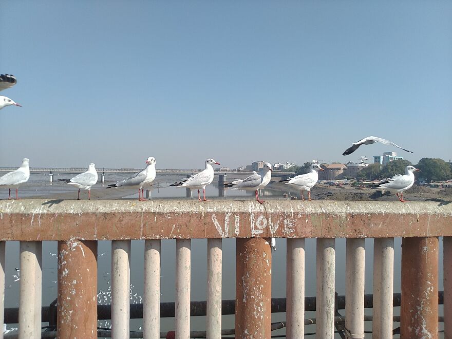 Seagulls At Surat