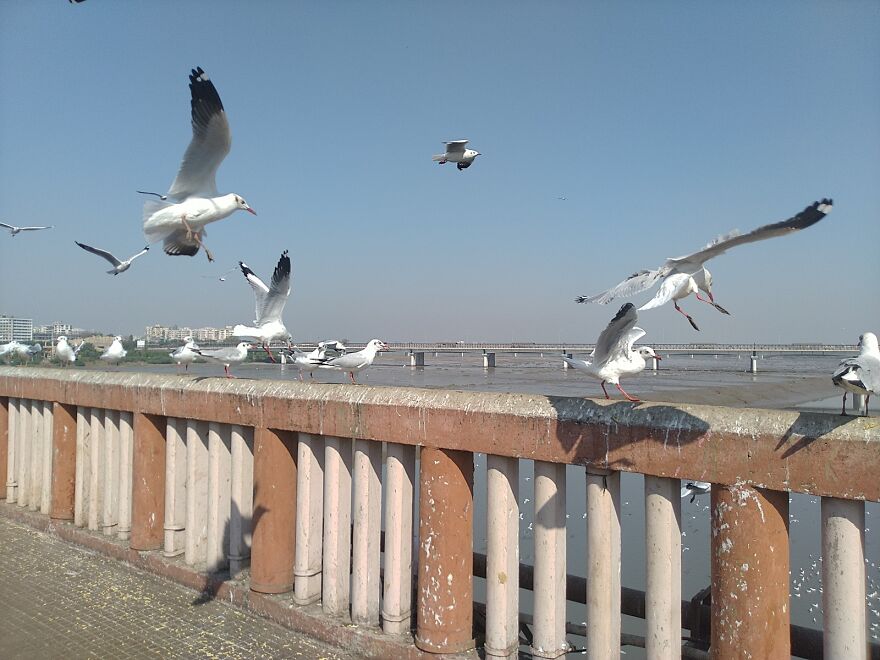 Seagulls At Surat