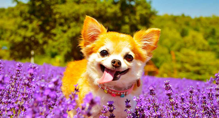 A Cute Happy Chihuahua