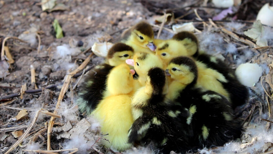 The Mother Throws The Eggshells Out Of The Nest , Cute Baby Ducks Just Hatching || Nature Nest