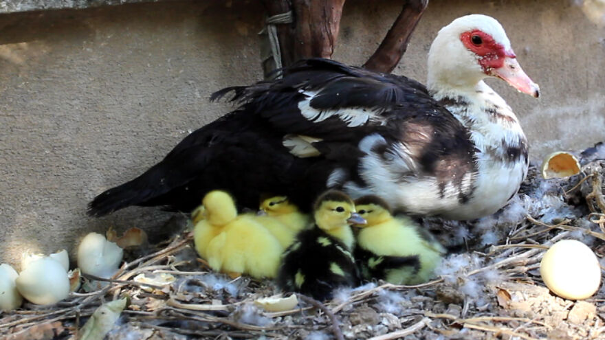 The Mother Throws The Eggshells Out Of The Nest , Cute Baby Ducks Just Hatching || Nature Nest