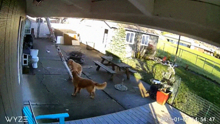This Guy's Security Camera Revealed How His Dog Climbed A Ladder To Get To Him On The Roof