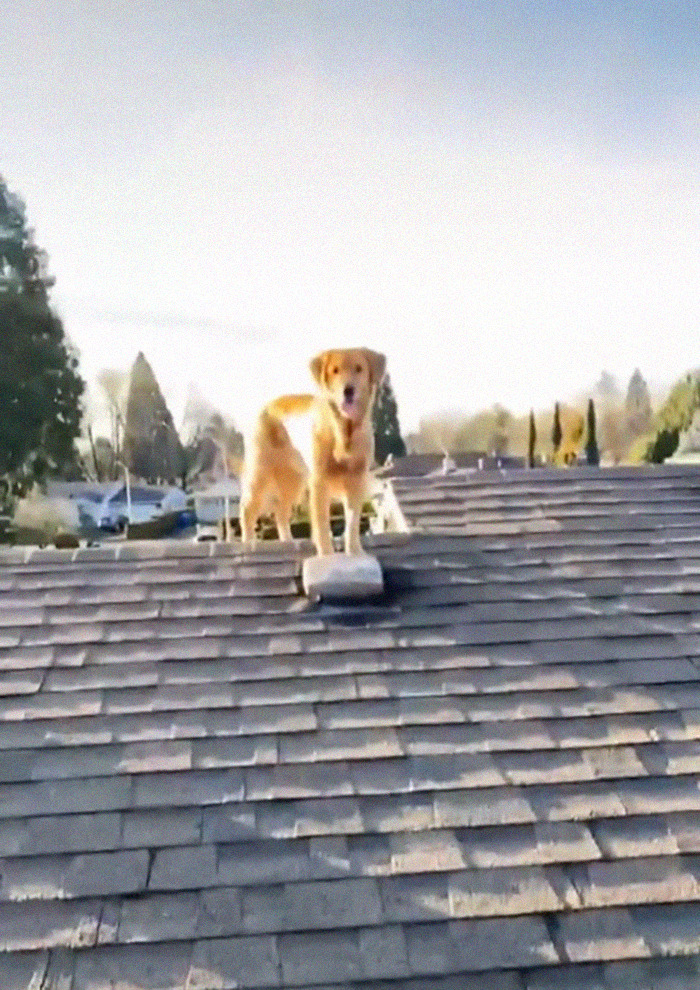 This Guy's Security Camera Revealed How His Dog Climbed A Ladder To Get To Him On The Roof