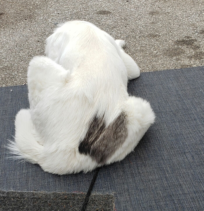 From The Nose To Butt Showing His Heart